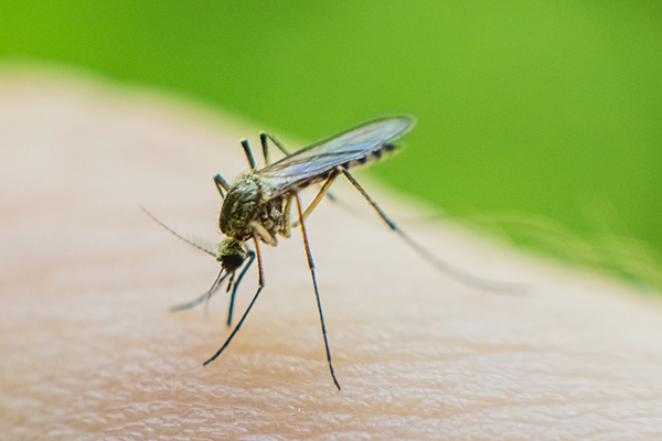 Mosquito Control